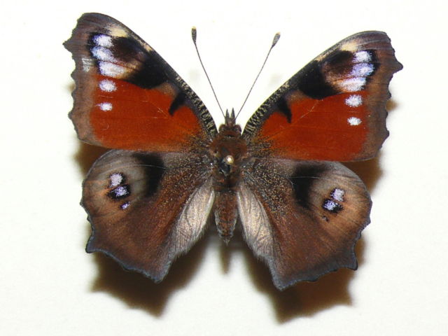 Aglais io (aberration 3) Internet Image property of respective owner, non-commercial use only
